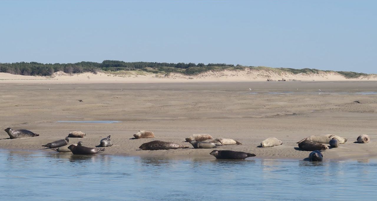 Des phoques allongés sur un banc de sable de la baie d’Authie
